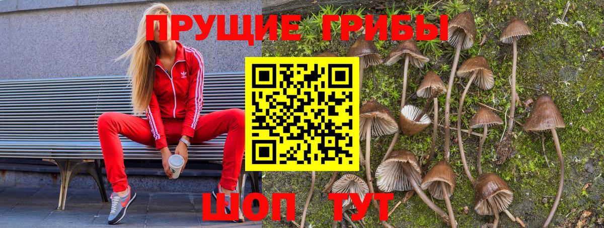 Галлюциногенные грибы GOLDEN TEACHER  Вход с VPN  Людиново  Галлюциногенные грибы Psilocybe 